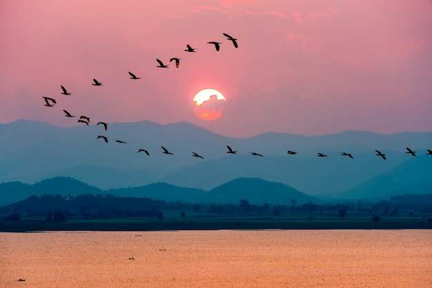 Wild birds flying at sunset